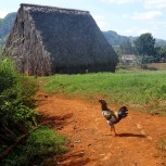 Viñales