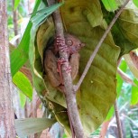 Tarsier neboli Nártoun