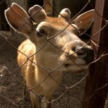 Zoo Bugu-Ene_Karakol
